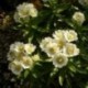 Achillea ptarmica 'Nana Compacta'