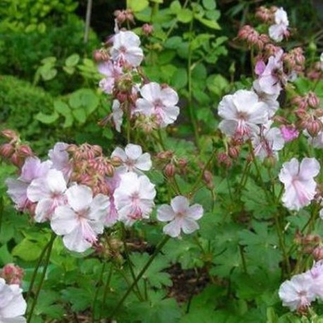 Geranium cantabrigiense 'Biokovo'