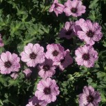 Geranium cinereum 'Ballerina'