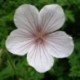 Geranium clarkei 'Kashmir White'