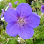 Geranium grandiflorum