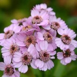 Achillea sibirica ssp camtschatica'