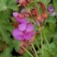 Geranium macrorrhizum 'Olympos'