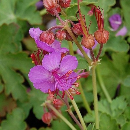 Geranium macrorrhizum 'Olympos'