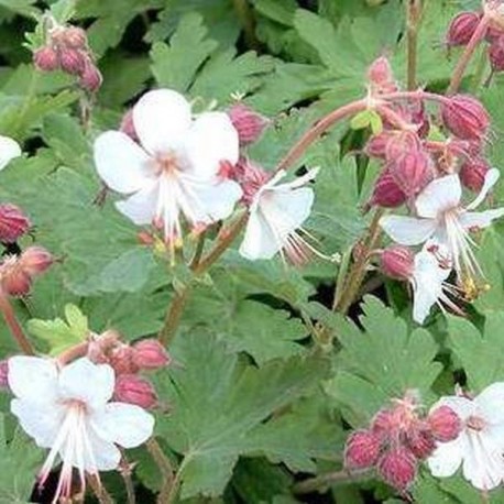 Geranium macrorrhizum 'Spessart'