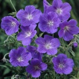 Geranium 'Orion'