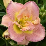 Hemerocallis 'A Gift for Treva'