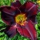 Hemerocallis 'Acapulco Night'