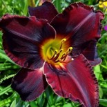 Hemerocallis 'Acapulco Night'