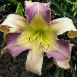 Hemerocallis 'Aces Full'