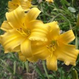 Hemerocallis 'After the Rain'