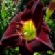 Hemerocallis 'Alaskan Midnight'