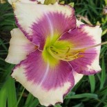 Hemerocallis 'Alice'