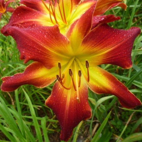 Hemerocallis 'All American Chief'