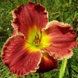 Hemerocallis 'Alpha Male'