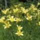 Hemerocallis altissima