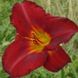 Hemerocallis 'Amadeus'