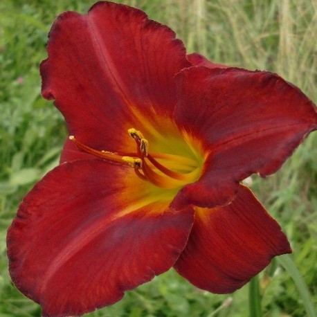 Hemerocallis 'Amadeus'