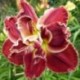 Hemerocallis 'Amanda's Little Red Shoes'