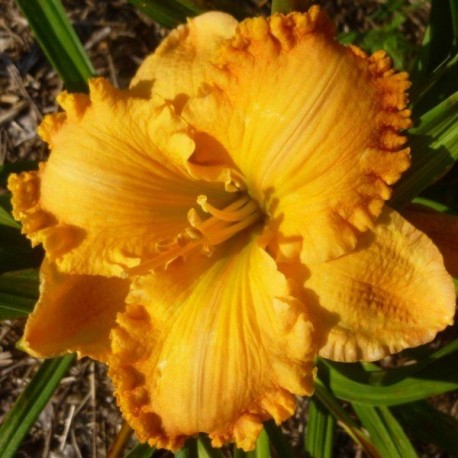 Hemerocallis 'Annick Verhaert'