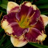 Hemerocallis 'Answering Angels'