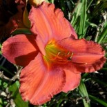 Hemerocallis 'Apache War Dance'