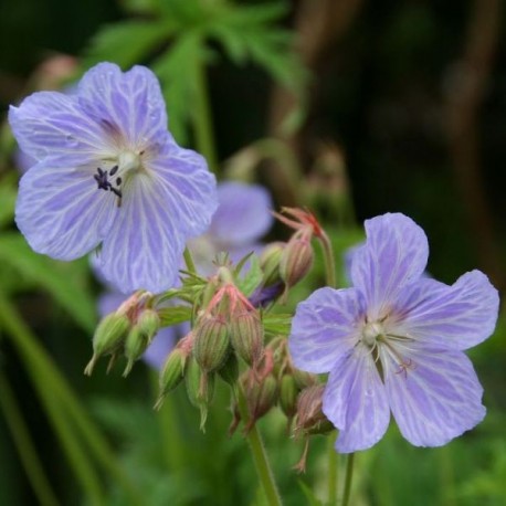 Geranium pratense 'Mrs Kendal Clark'