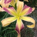 Hemerocallis 'Apple Swirl'