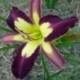 Hemerocallis 'Applique'