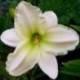 Hemerocallis 'Arctic Snow'