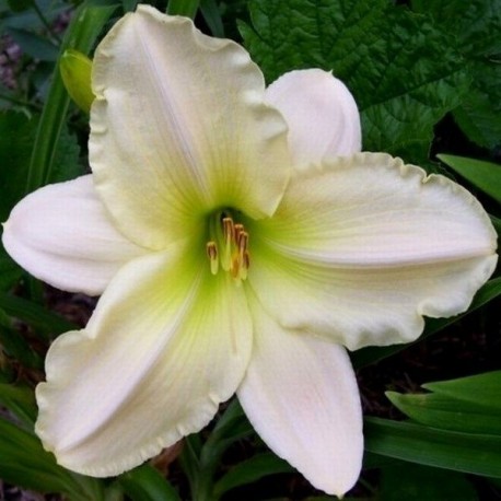 Hemerocallis 'Arctic Snow'