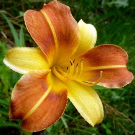 Hemerocallis 'Arlequin'