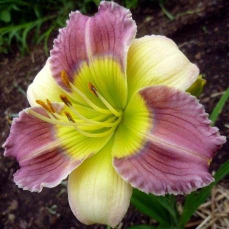 Hemerocallis 'Arno's Bow Tie'