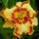 Hemerocallis 'Aslan'