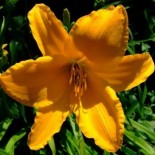 Hemerocallis 'Aten'