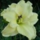 Hemerocallis 'Atlanta Bouquet'