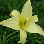 Hemerocallis 'Atlas'