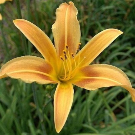 Hemerocallis 'Autumn Minaret'