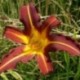 Hemerocallis 'Autumn Red'