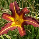 Hemerocallis 'Autumn Red'