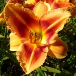 Hemerocallis 'Avant Garde'