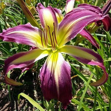 Hemerocallis 'Awesome Butterfly'