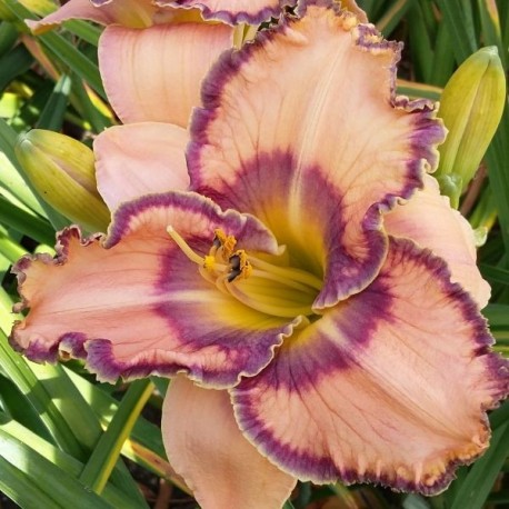 Hemerocallis 'Aztec Art'