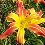 Hemerocallis 'Aztec Firebird'