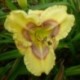 Hemerocallis 'Aztec Headdress'