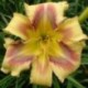 Hemerocallis 'Aztec Sun Mirror'