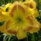 Hemerocallis 'Aztec Sundance'