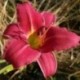 Hemerocallis 'Baby Betsy'