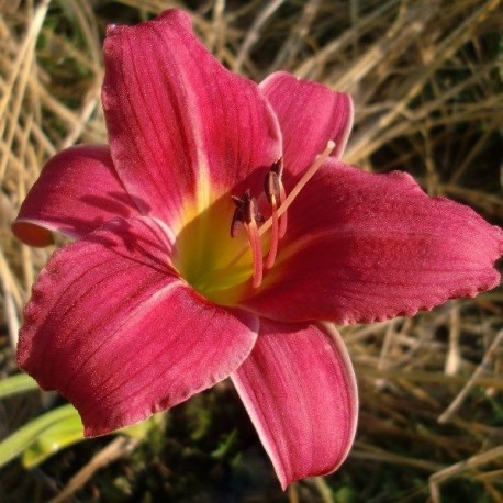 Hemerocallis 'Baby Betsy'