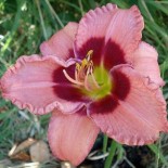 Hemerocallis 'Baby Red Eyes'